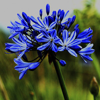 Buy canvas prints of  Agapanthus - Blue by Mandy Rice