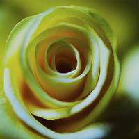 Buy canvas prints of  Cream Rose by Mandy Rice