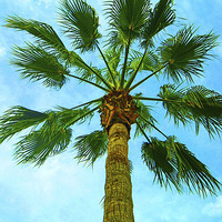 Buy canvas prints of  Palm tree by Mandy Rice
