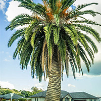 Buy canvas prints of NZ Palm Tree by Mandy Rice