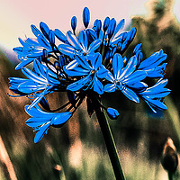 Buy canvas prints of Blue Agapanthus by Mandy Rice