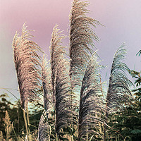 Buy canvas prints of Pampas grass by Mandy Rice