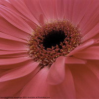 Buy canvas prints of pink gerbera by Fiona Messenger