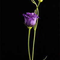 Buy canvas prints of lisianthus by Fiona Messenger