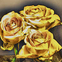 Buy canvas prints of Yellow roses by Fiona Messenger