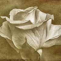 Buy canvas prints of Textured White Rose by Fiona Messenger