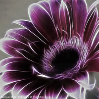 Buy canvas prints of Gerbera Fractalius by Fiona Messenger