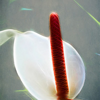 Buy canvas prints of White Anthurium by Fiona Messenger