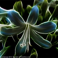 Buy canvas prints of Agapanthus Flower by Fiona Messenger