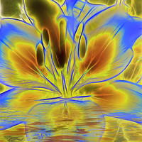 Buy canvas prints of Reflections of Blue Lily by Fiona Messenger