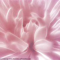 Buy canvas prints of Softly Pink by Fiona Messenger