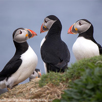 Buy canvas prints of A Contemplation of Puffins by Fiona Messenger
