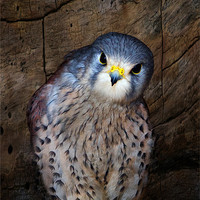 Buy canvas prints of Falco tinnunculus or the common Kestrel by Fiona Messenger