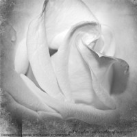 Buy canvas prints of And the White rose Breathes of Love by Fiona Messenger