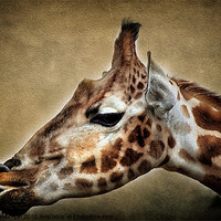 Buy canvas prints of Giraffe by Fiona Messenger
