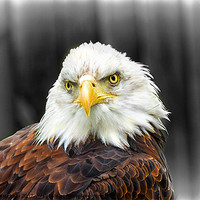 Buy canvas prints of Bald Eagle by Fiona Messenger