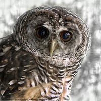 Buy canvas prints of Chaco Owl by Fiona Messenger