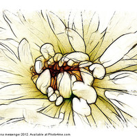 Buy canvas prints of Chrysanthemum by Fiona Messenger