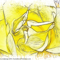 Buy canvas prints of Yellow Rose by Fiona Messenger