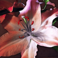 Buy canvas prints of Lily by Fiona Messenger
