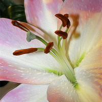 Buy canvas prints of Lily 3 by Fiona Messenger