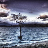 Buy canvas prints of Lone Tree by Fiona Messenger