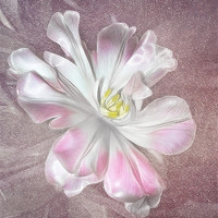 Buy canvas prints of Tulip by Fiona Messenger