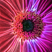 Buy canvas prints of Gerbera by Fiona Messenger