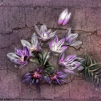 Buy canvas prints of Blue Allium Flower by Fiona Messenger