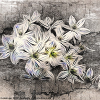 Buy canvas prints of Allium Greys by Fiona Messenger