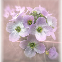 Buy canvas prints of Wild Flowers by Fiona Messenger