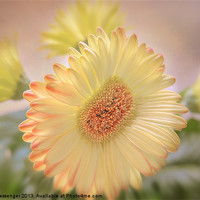 Buy canvas prints of A touch of Sunshine by Fiona Messenger