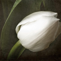 Buy canvas prints of White tulip by Fiona Messenger