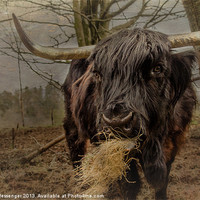 Buy canvas prints of Coo De Grass by Fiona Messenger