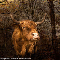 Buy canvas prints of Highland Toffee Coo by Fiona Messenger