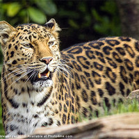 Buy canvas prints of Amur Leopard by Fiona Messenger