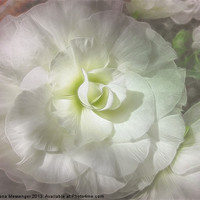 Buy canvas prints of Begonia Pure by Fiona Messenger