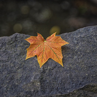 Buy canvas prints of  Autumn leaf by karen shivas