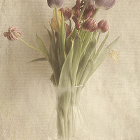 Buy canvas prints of  Tulips by karen shivas