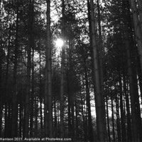 Buy canvas prints of Afternoon sun through the woods by Wayne Harrison