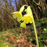 Buy canvas prints of A lonely cowslip by Sara Messenger