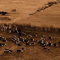 Buy canvas prints of Feeding time in Sepia by Sara Messenger