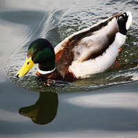 Buy canvas prints of Going quackers! by Sara Messenger
