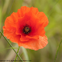 Buy canvas prints of Poppy red by Sara Messenger