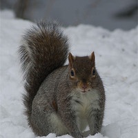 Buy canvas prints of Squirrel in the snow by Sara Messenger
