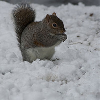 Buy canvas prints of Grey squirrel in the snow by Sara Messenger