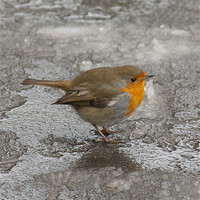 Buy canvas prints of Robin on Ice by Sara Messenger