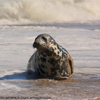 Buy canvas prints of Horsey seal by Sara Messenger