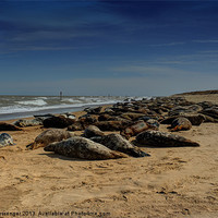 Buy canvas prints of A Sea of Seals by Sara Messenger