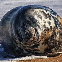 Buy canvas prints of Laughing seal by Sara Messenger